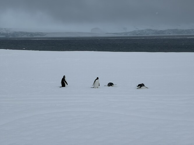 385D5B86-003B-4D38-B683-D21404F86E2C_1_105_c