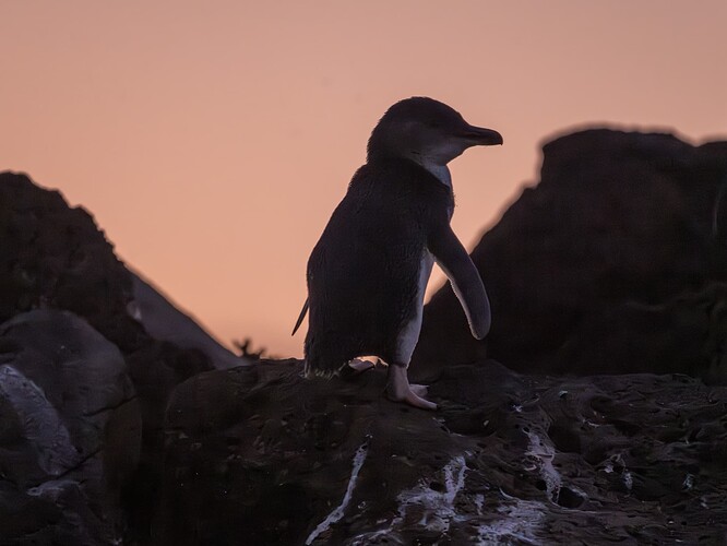 DSC_4993-Enhanced-NR