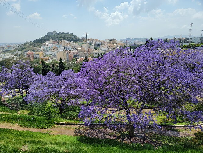 Abha 3