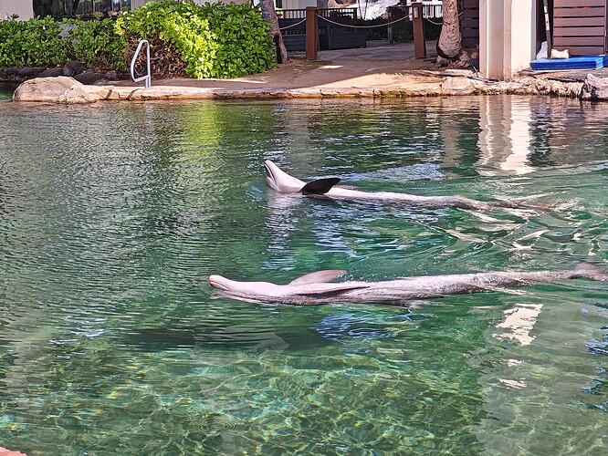 Kahala Dolphin Pool 2