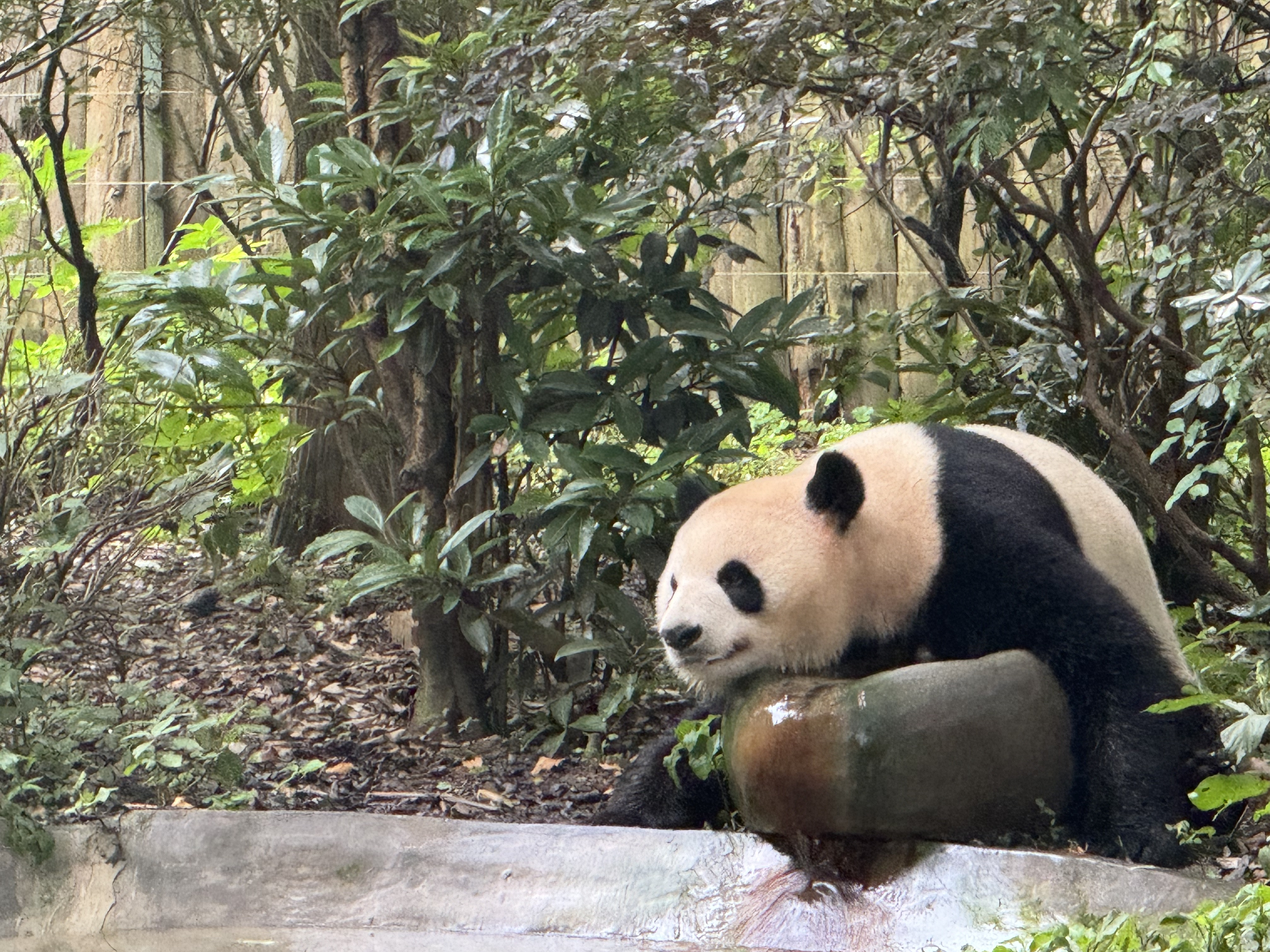 俩大熊猫到sd动物园了- 旅行- 美卡论坛