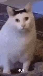Cat Huh GIFs | Tenor