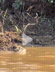 optimized_美洲豹_鳄鱼