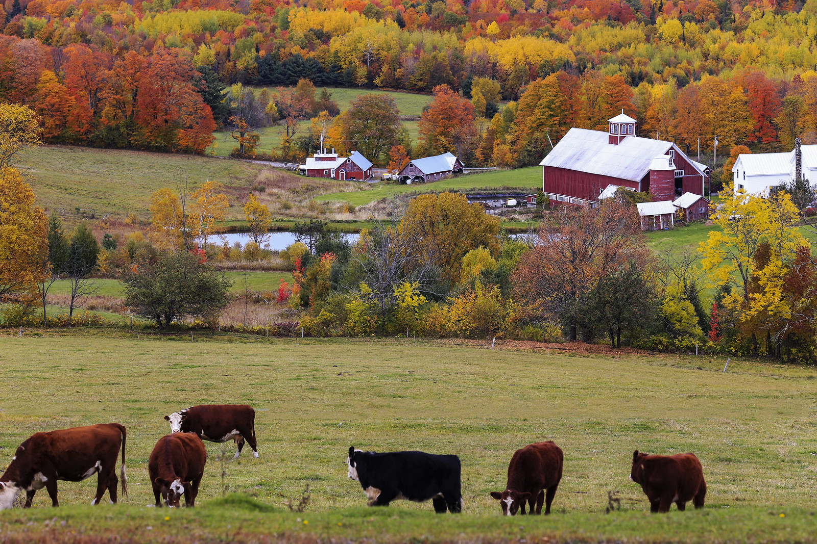 Vermont Fall Foliage